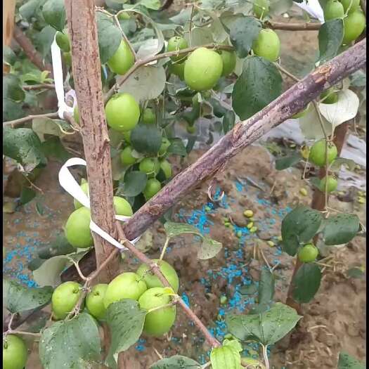 南宁种植基地优势，欢迎咨询
