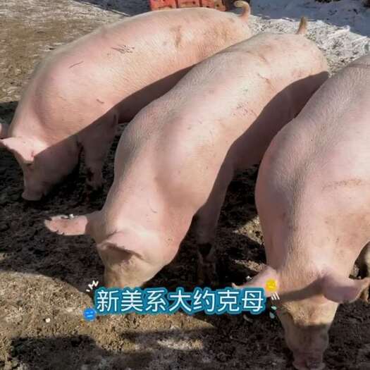 连云港本场常年出售原种母猪，种猪，二元母猪，长白母猪，大白母猪
