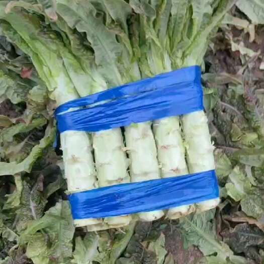 宿州高度45-50，粗度虎一虎二