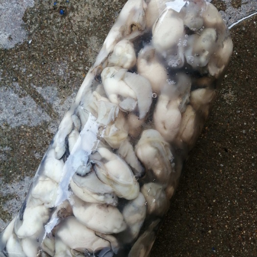 饶平县水生，牡蛎，