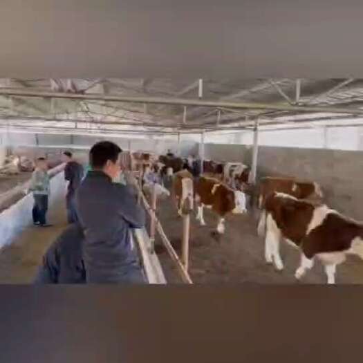威宁县贵州高山散养牛，抗疾病，小牛肉牛，现场挑选满意为止