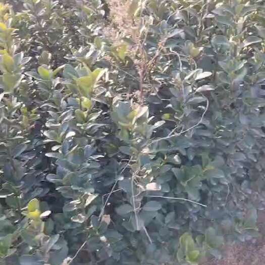 洛阳大叶黄杨苗各种规格