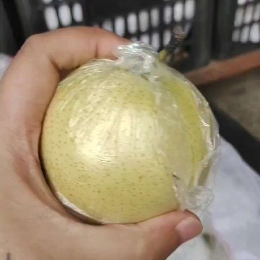 黄冠梨