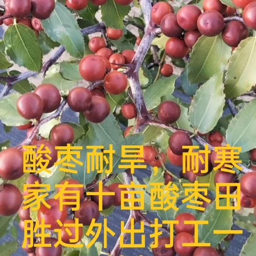 绛县酸枣苗，晋酸3号酸枣苗，百亩酸枣种植基地，耐旱耐寒