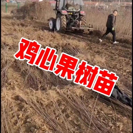东丰县锦绣海棠鸡心果树苗