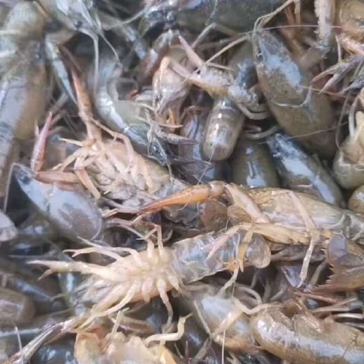 沭阳县龙虾苗