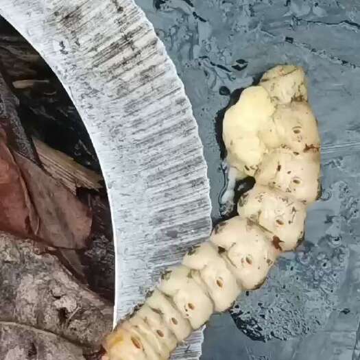 阳新县斗米虫