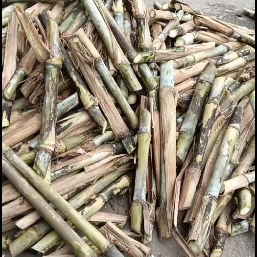 罗甸县新型皇竹草甜象草种苗