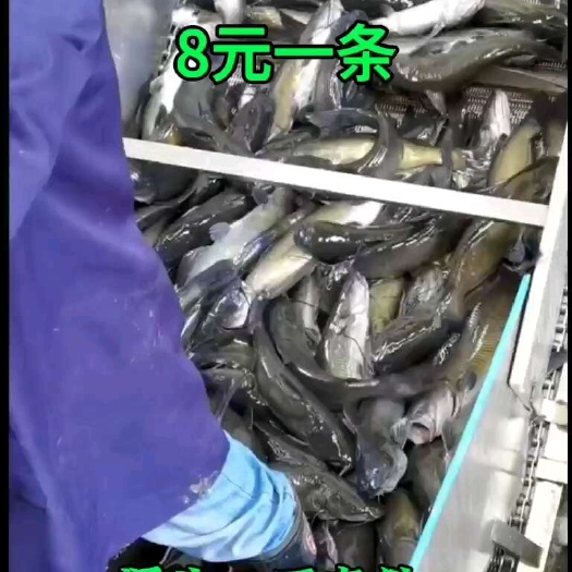 中牟县开背清江鱼鮰鱼叉尾