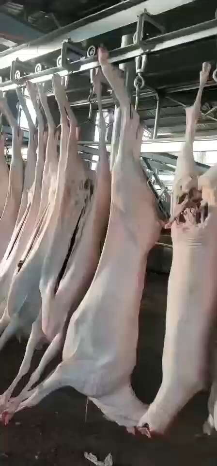 义乌市山羊肉 山羊白条