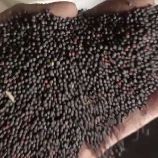 西宁油菜籽
