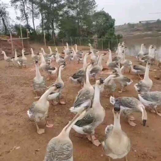 吉安狮头鹅批发