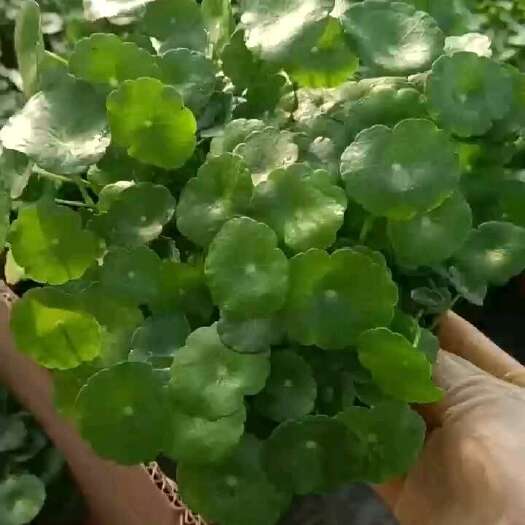 青州市铜钱草盆栽 绿意盎然桌面装饰易养活室内净化空气植物盆景
