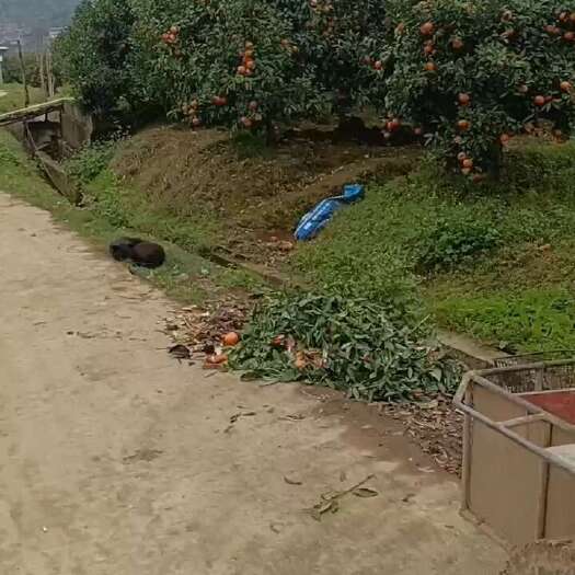 灵山县灵山沃柑