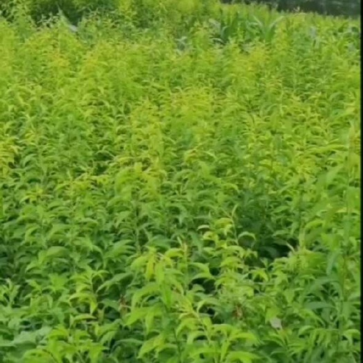 镇宁县【帝味蜂糖李树苗】又名龙李特甛易种植好管理坐果率好产量高