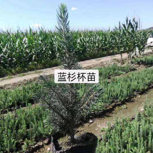 梅河口市蓝杉小苗杯苗定植苖