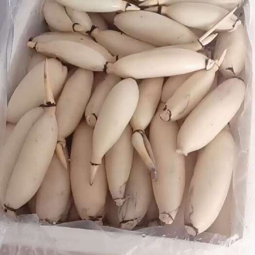 鄂州水果藕，生吃脆甜，入口无渣，当天采摘散装真空都可以发货。