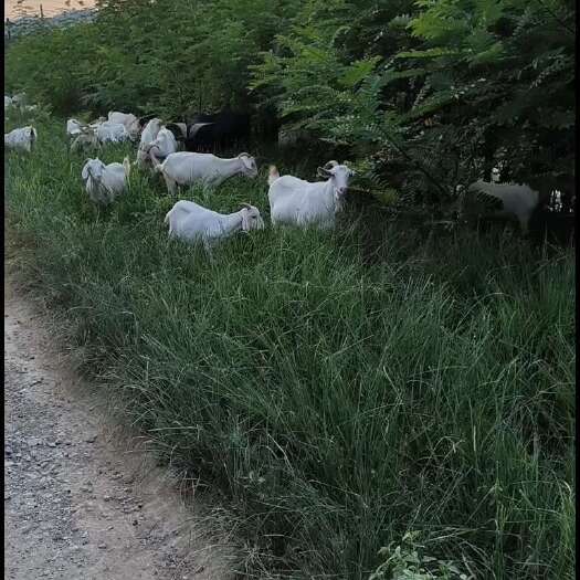 安吉县山羊打包出售