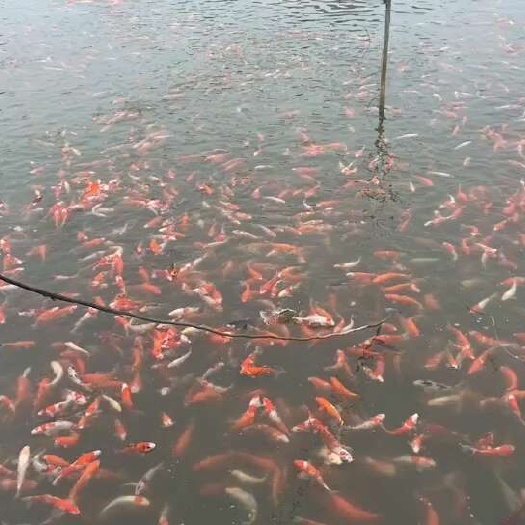 成都高货锦鲤