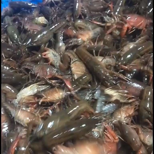 黄梅县小龙虾苗