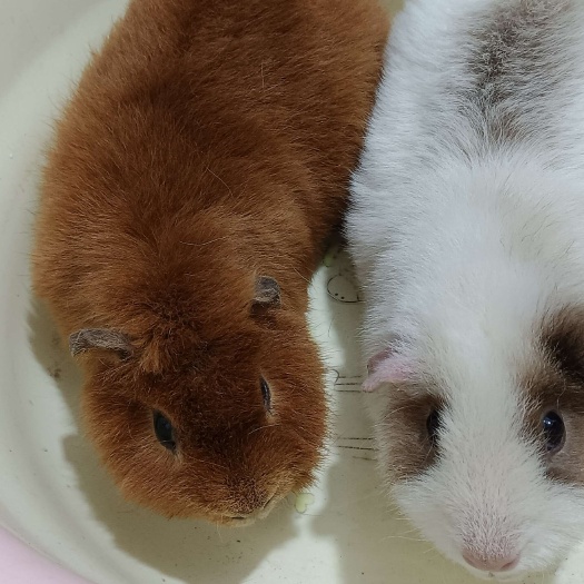 绵阳一对种猪，荷兰猪豚鼠换血出