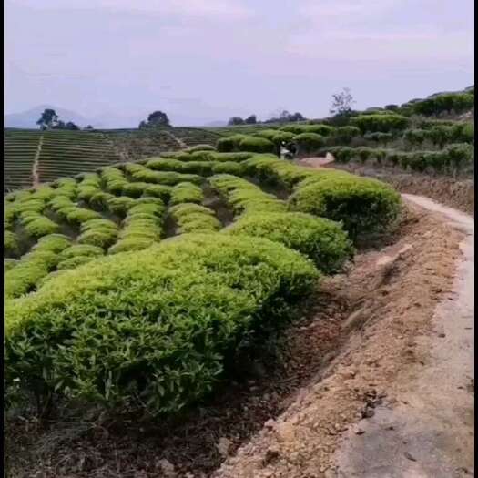 饶平县蜜兰单丛茶