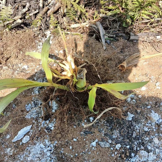 紫云县甜象草老根