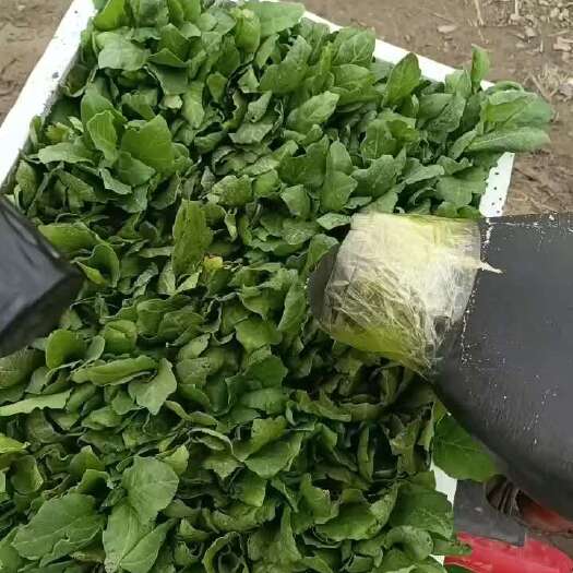 醴陵市辣椒苗