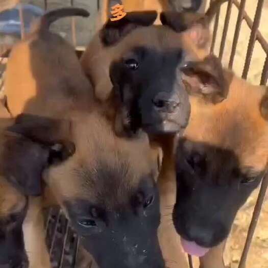 文山市精品狗狗马犬，拉布拉多一只也是批发价
坐标云南文山