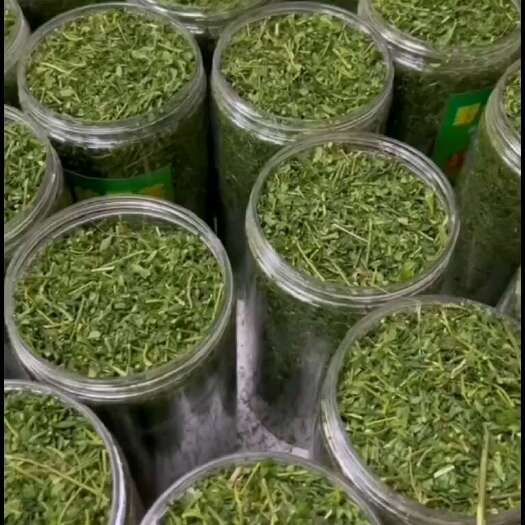 和平县相思茶  鸡骨草叶  茶  产地直销