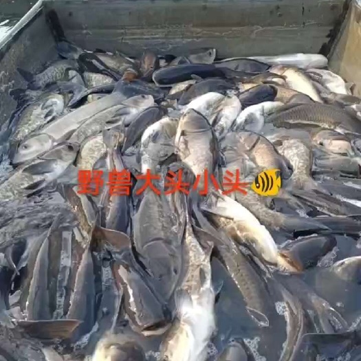淮南花莲黑花鲢