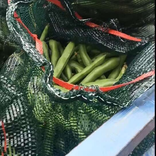 福建青海蚕豆