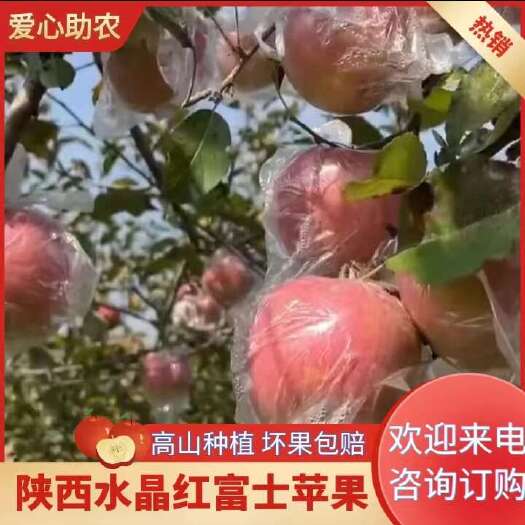 礼泉县陕西红富士苹果 核心产区 高山种植 脆甜多汁 可批发，代发
