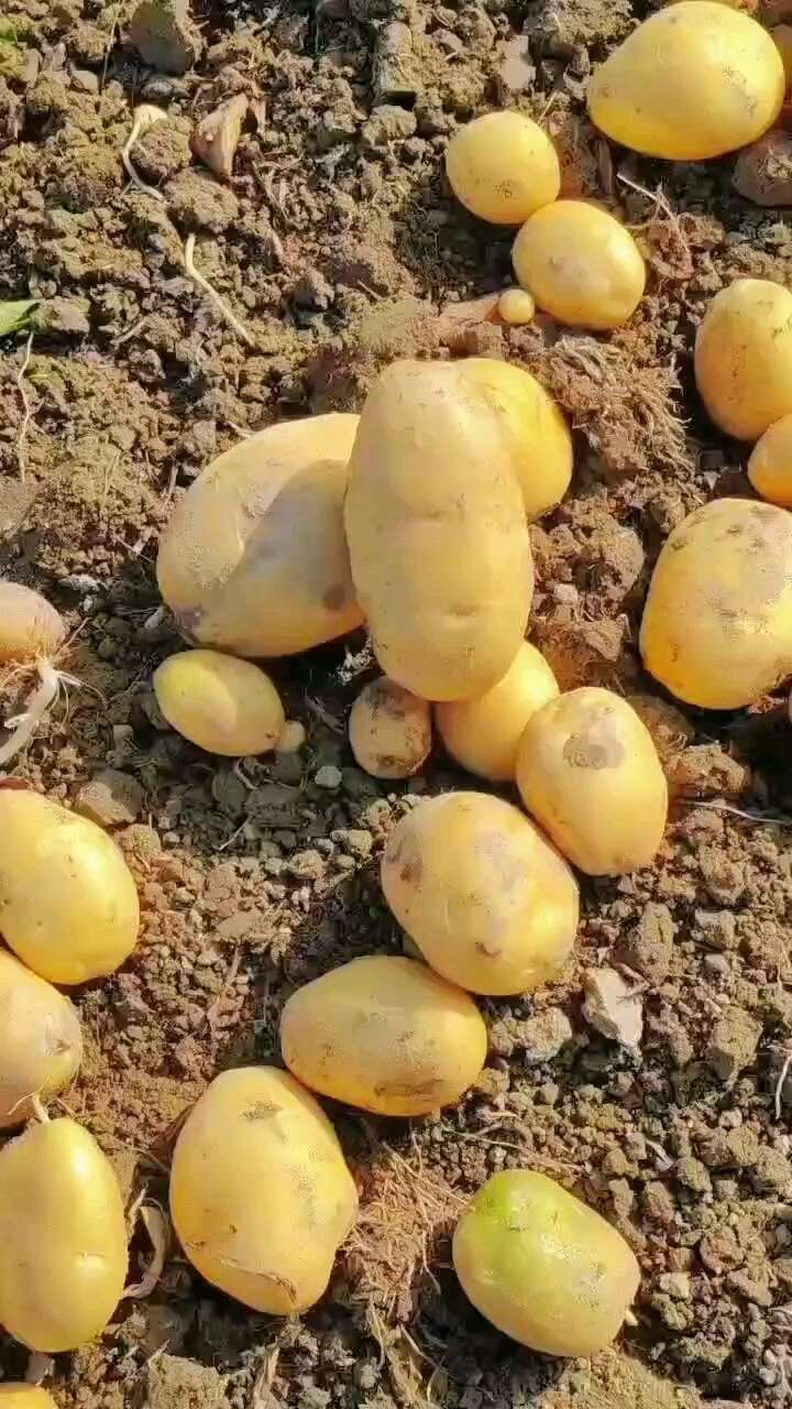 惠东黄皮黄肉新土豆，产地直发，欢迎全国各地客商进行采购