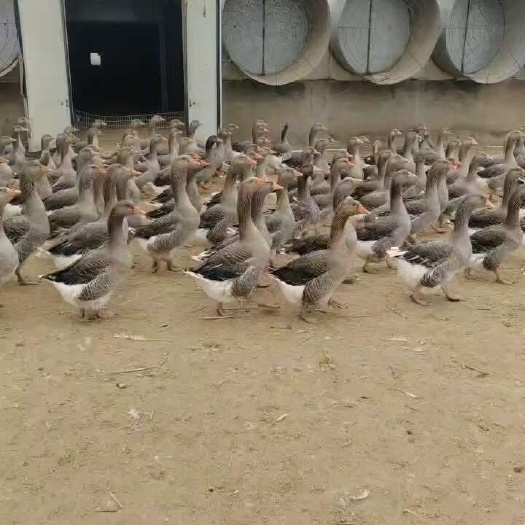 和县鹅苗