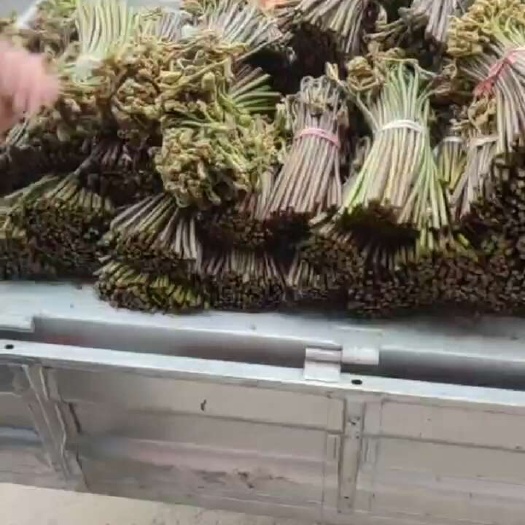 安顺野生蕨菜