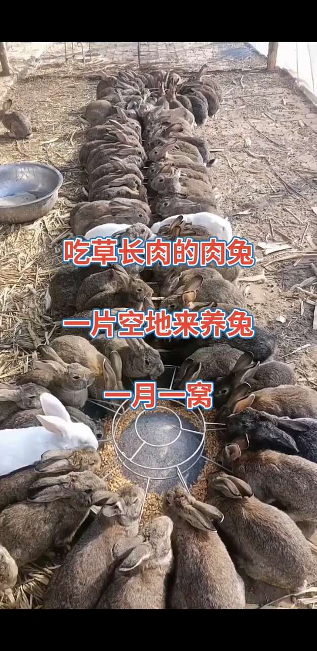 比利时兔