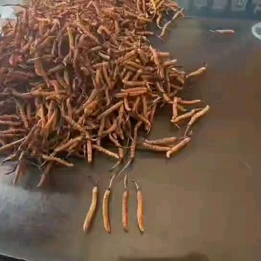 长沙高原虫草