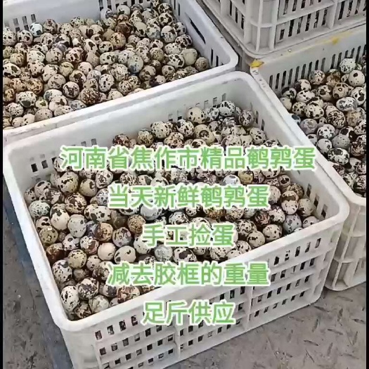 鹌鹑蛋  饥采五谷杂粮渴饮井泉清水，供货稳定颗颗精品