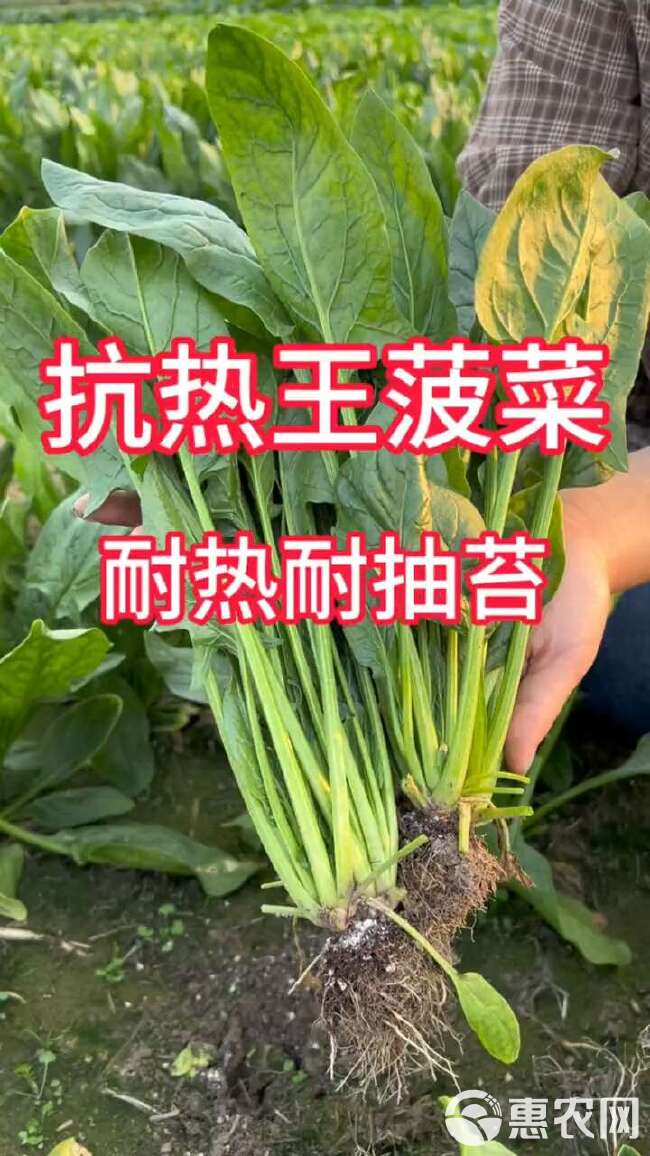 夏播王菠菜种子，耐热菠菜种子，夏季专用，抗病，耐抽苔，基地用