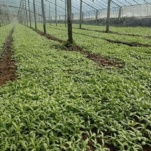 安丘市茼蒿预售