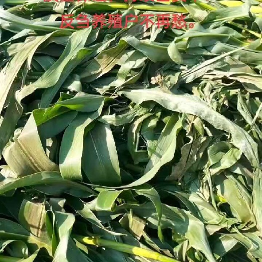 海丰县绿油油的玉米秸秆青储草料，含糖量高，质量保证