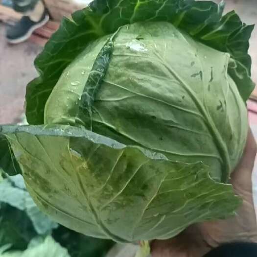 云南铁头大量上市，需要的联系