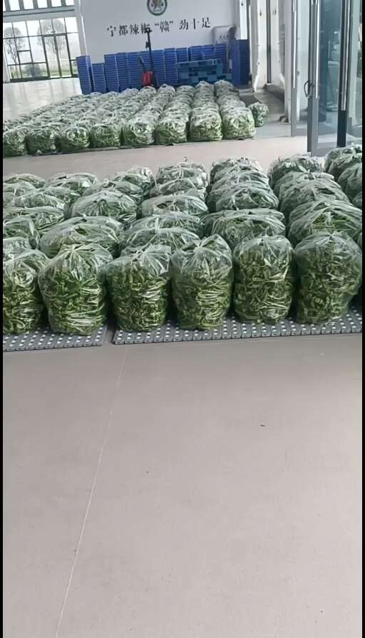 宁都县辣椒分拣线调试中