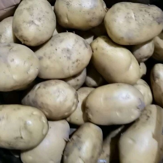 广州沙漠土豆