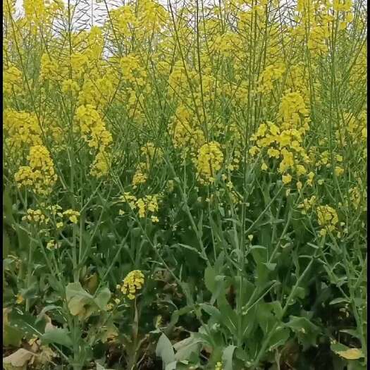 富顺县土蜂蜜