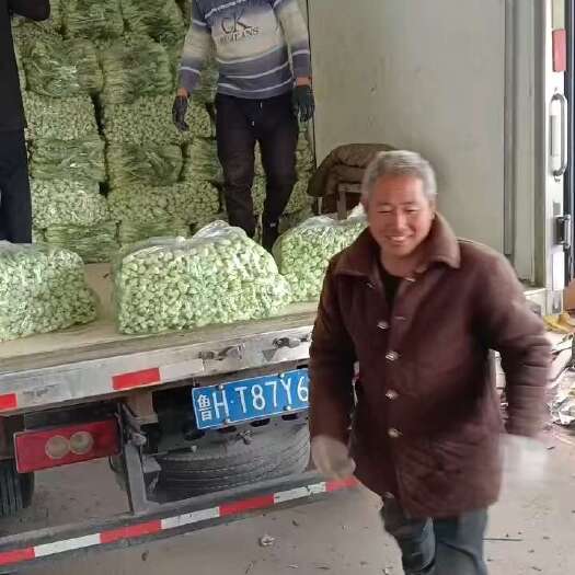 柘城县上海青菜苔