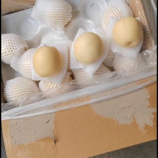 赵县皇冠梨