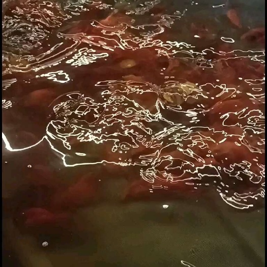 佛山红鹦鹉