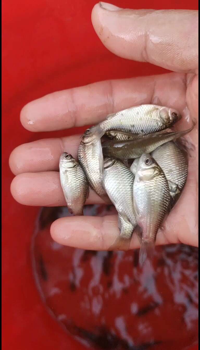 鲫鱼苗  中科五号，中科三号鲫鱼水花，鲫鱼夏花，